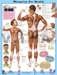 Blueprint for Health Your Muscles Anatomical Chart